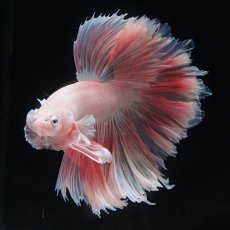 画像3: HM　ホワイトファンシー　ローズテール (3)