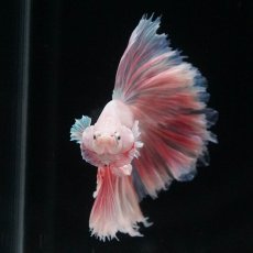 画像8: HM　ホワイトファンシー　ローズテール (8)