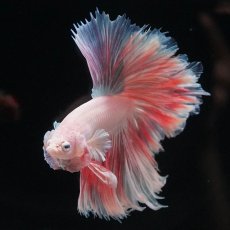 画像5: HM　ホワイトファンシー　ローズテール (5)