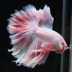 画像7: HM　ホワイトファンシー　ローズテール (7)