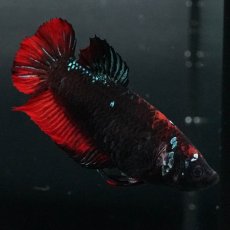 画像5: GHMPK　ブラックスター　メス (5)