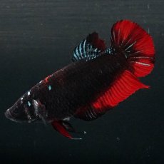 画像1: GHMPK　ブラックスター　メス (1)