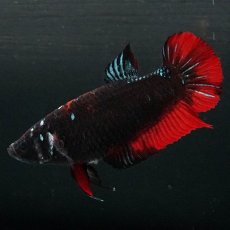 画像3: GHMPK　ブラックスター　メス (3)