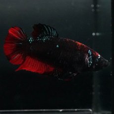 画像4: GHMPK　ブラックスター　メス (4)