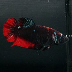 画像2: GHMPK　ブラックスター　メス (2)