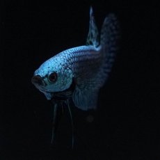 画像3: ワイルドハイブリッド　エイリアン (3)