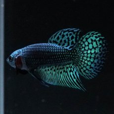 画像6: ワイルドハイブリッド　エイリアン (6)