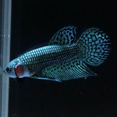 画像8: ワイルドハイブリッド　エイリアン (8)