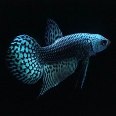 画像7: ワイルドハイブリッド　エイリアン (7)