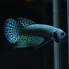 画像5: ワイルドハイブリッド　エイリアン (5)