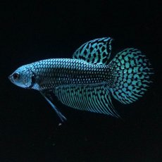 画像4: ワイルドハイブリッド　エイリアン (4)