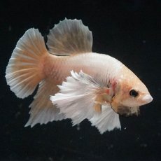 画像8: HMPKダンボ　イエローゴールド (8)