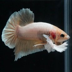 画像6: HMPKダンボ　イエローゴールド (6)