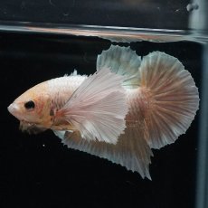 画像7: HMPKダンボ　イエローゴールド (7)