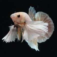 画像2: HMPKダンボ　イエローゴールド (2)