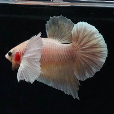 画像5: HMPKダンボ　イエローゴールド (5)