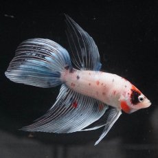 画像9: VT　キャンディ (9)