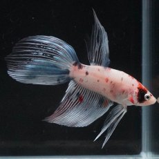 画像8: VT　キャンディ (8)