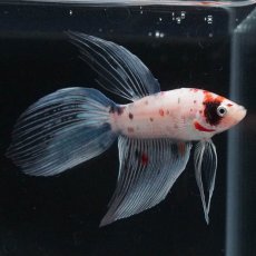 画像5: VT　キャンディ (5)