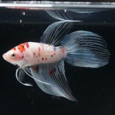 画像6: VT　キャンディ (6)