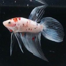 画像4: VT　キャンディ (4)