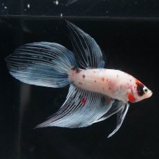 画像1: VT　キャンディ (1)