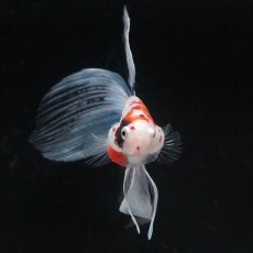 画像3: VT　キャンディ (3)