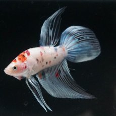 画像2: VT　キャンディ (2)