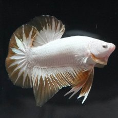 画像6: HMPK　プラチナイエロードラゴン　スノー (6)