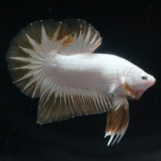 画像8: HMPK　プラチナイエロードラゴン　スノー (8)