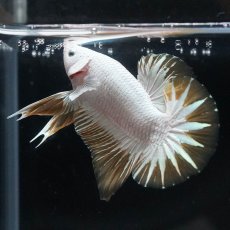 画像2: HMPK　プラチナイエロードラゴン　スノー (2)