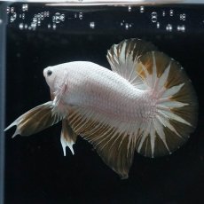 画像7: HMPK　プラチナイエロードラゴン　スノー (7)