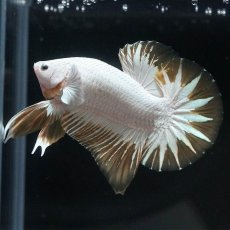 画像5: HMPK　プラチナイエロードラゴン　スノー (5)