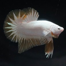 画像4: HMPK　プラチナイエロードラゴン　スノー (4)