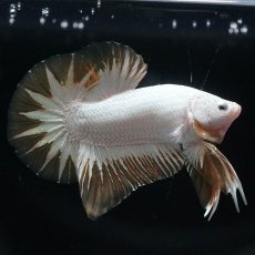 画像1: HMPK　プラチナイエロードラゴン　スノー (1)