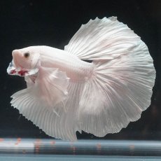 画像8: HMダンボ　ホワイト (8)