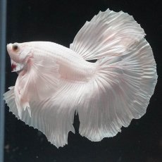 画像2: HMダンボ　ホワイト (2)