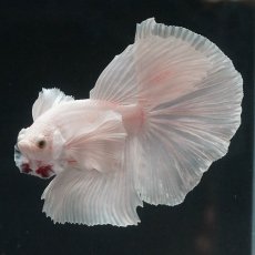 画像7: HMダンボ　ホワイト (7)