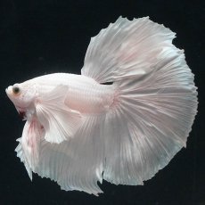 画像4: HMダンボ　ホワイト (4)