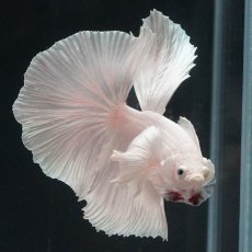 画像6: HMダンボ　ホワイト (6)