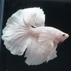 画像5: HMダンボ　ホワイト (5)