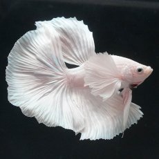 画像3: HMダンボ　ホワイト (3)