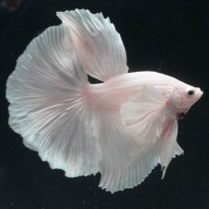 画像1: HMダンボ　ホワイト (1)