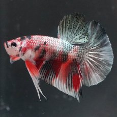 画像4: HMPK　キャンディカッパー (4)