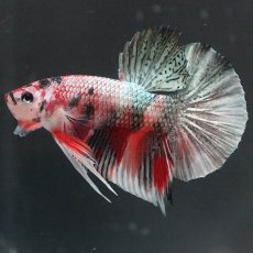 画像7: HMPK　キャンディカッパー (7)