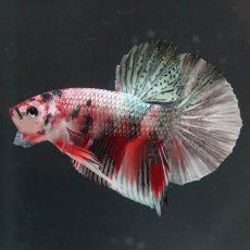 画像2: HMPK　キャンディカッパー (2)