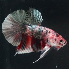 画像9: HMPK　キャンディカッパー (9)