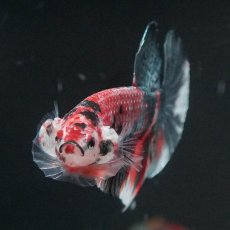 画像10: HMPK　キャンディカッパー (10)