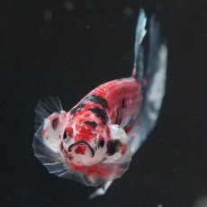 画像3: HMPK　キャンディカッパー (3)