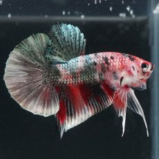 画像1: HMPK　キャンディカッパー (1)